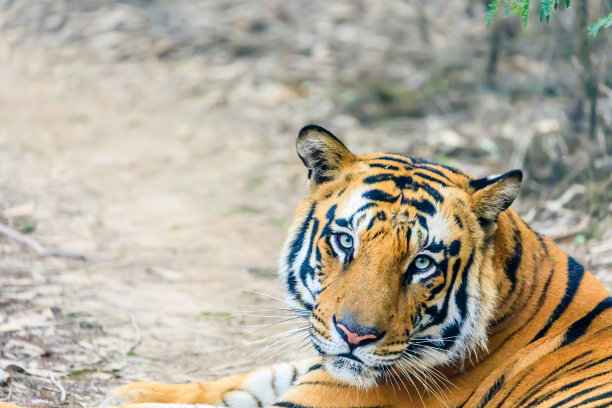 老虎在为你摆姿势图片下载