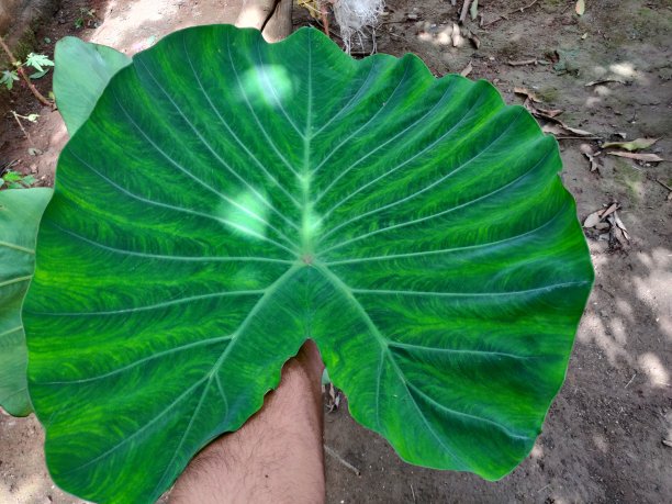 Colocasia esculenta的叶子是一种热带植物，主要是由于其可食用的球茎而种植，一种根类蔬菜，通常被称为芋头，在马来西亚和新加坡作为山药，kalo, dasheen, edo, madhumbe, marope, magogoya, patra, arbi或godere。图片下载