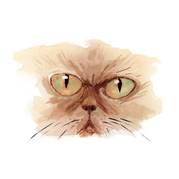 一只美丽的水彩猫的特写肖像，看起来像一只波斯猫图片下载