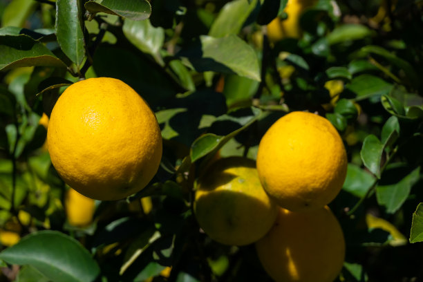 在一个阳光明媚的日子里，成熟的柠檬树的特写图片下载
