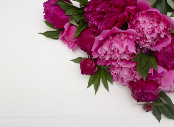 粉红色和红色牡丹在白色木板上。花架，模拟，平面设计，文本空间。婚礼概念，生日，母亲节，妇女节，3月8日，情人节，贺卡模板，销售板，春天的问候图片下载