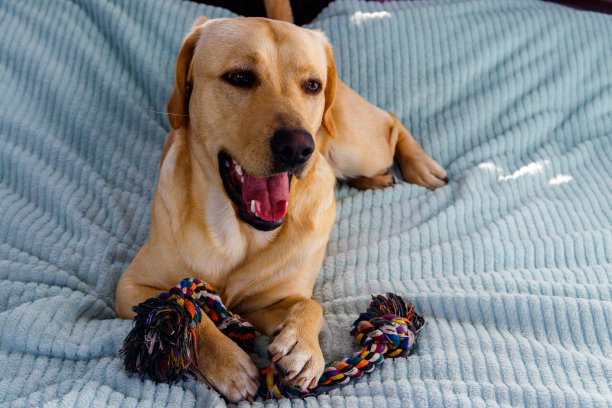 拉布拉多寻回犬正在玩彩色的绳索玩具图片下载