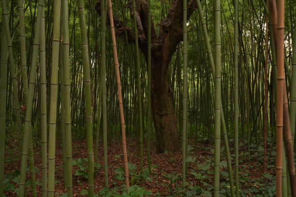 一片竹林图片下载