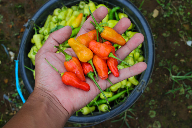 一串小辣椒，或者叫cabai rawit merah，是印尼当地农民刚从花园里收获的图片下载