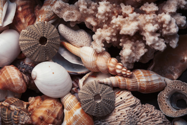 许多不同的空贝壳，自然背景，宏观细节图片下载