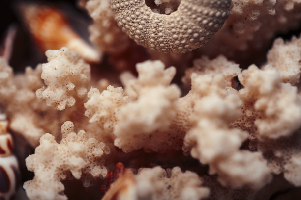 许多不同的空贝壳，自然背景，宏观细节图片下载
