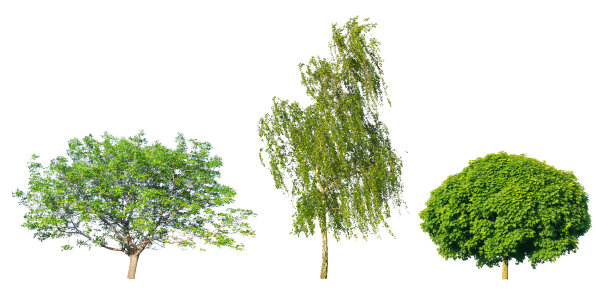 枫木、桦木和胡桃木孤立在白色上图片下载