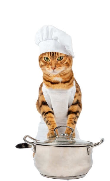 一只装扮成厨师的猫用它的爪子拿着一锅食物。图片下载