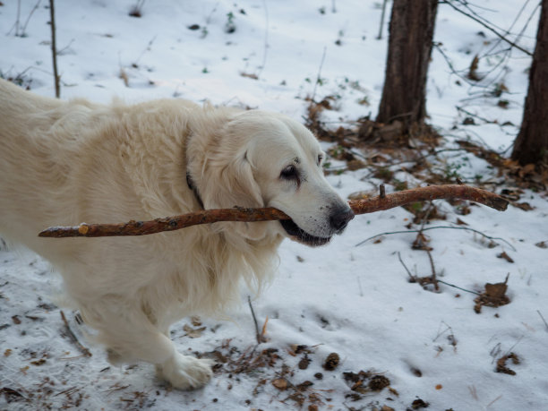 一只金毛寻回犬坐在森林里晒太阳，在冬天，在寒冷的天气里。这只狗正在公园里的雪地里玩耍。纯种狗在冬季景观的背景上图片下载