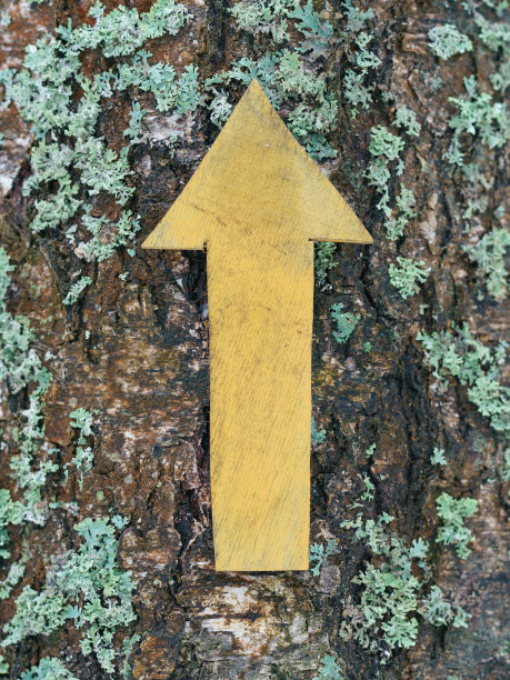 画在树皮上的箭图片下载