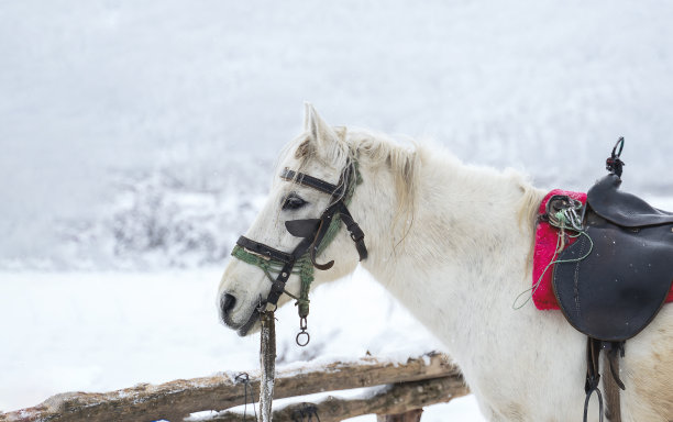 雪白森林里的白马图片下载