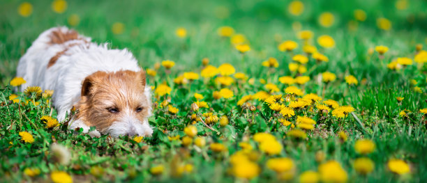春天，可爱的懒狗在草地上和吹球花一起休息图片下载