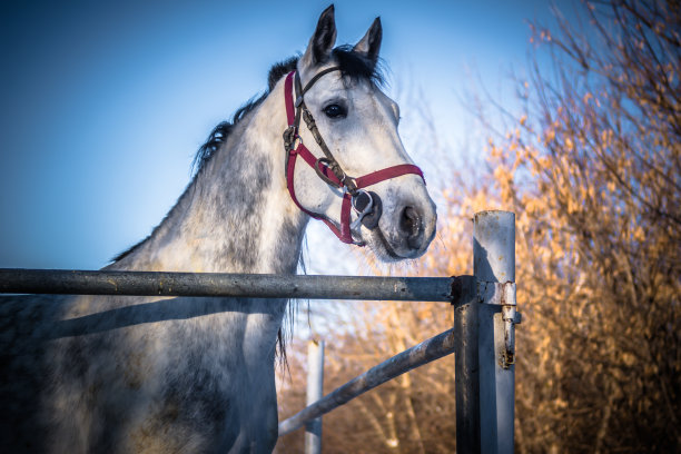 白马头像，创意照片。图片下载