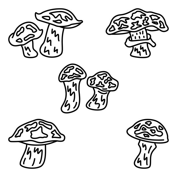 黄牛肝菌，黄牛肝菌，黄牛肝菌，黄牛肝菌。可食用的蘑菇森林。一组矢量图标，轮廓，孤立图片下载