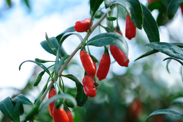 阳光田枸杞果实及植物图片下载