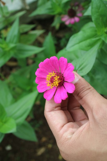 手捧着美丽的粉红色花朵图片下载
