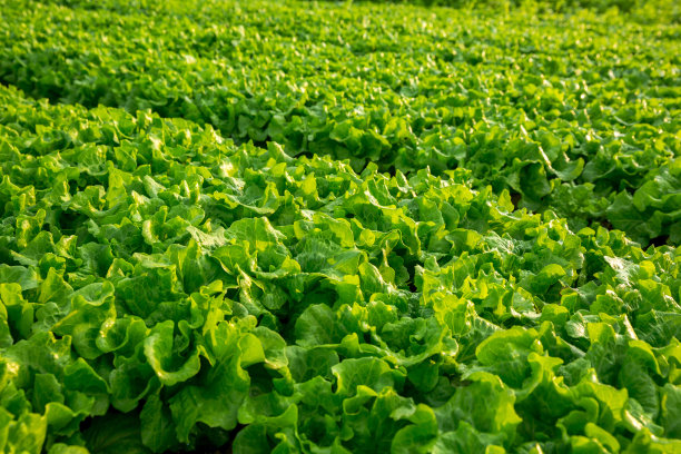 蔬菜园里生长的绿莴苣图片下载