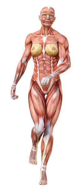 3D渲染女性解剖图上的白色图片下载