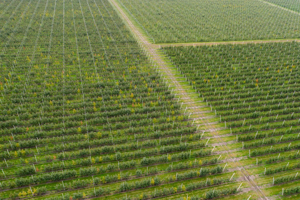 苹果园鸟瞰图图片下载