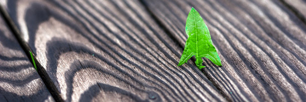 生态学的概念。升起的旧木芽，象征着为新生活奋斗的全景旗帜图片下载