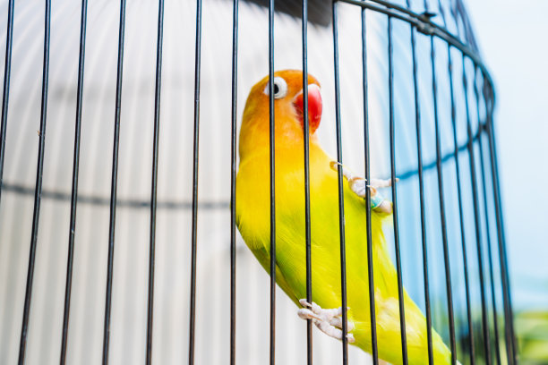 五颜六色的小鸟在小笼子里图片下载