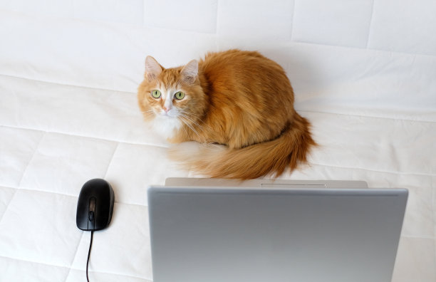 猫坐在笔记本电脑旁边，看着相机图片下载