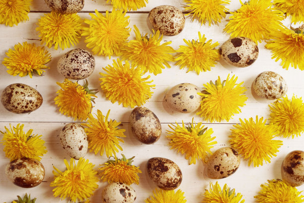 快乐的复活节贺卡与春天黄色的蒲公英花和复活节鸡蛋在乡村白色木制背景。创造性的框架边界快乐复活节卡片与文本空间。最小的复活节的概念。图片下载