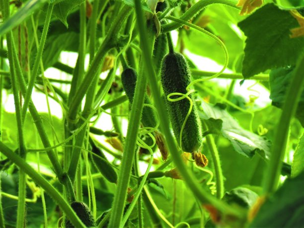 黄瓜(黄瓜sativus)图片下载