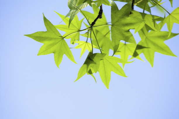 枫树的嫩叶图片下载