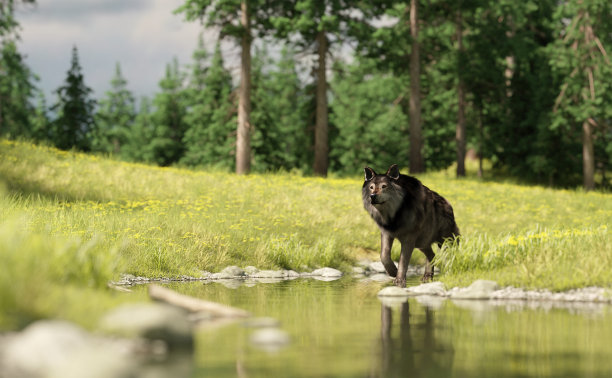 狼走在一条河上，这是一个夏日的风景，有松树和草地。3 d渲染。图片下载