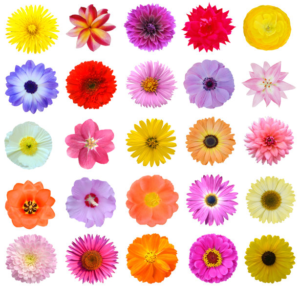 花朵的集合图片下载