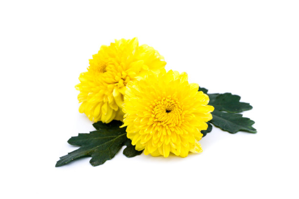 黄菊花花孤立在白色背景上图片下载