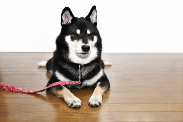 黑芝犬图片下载