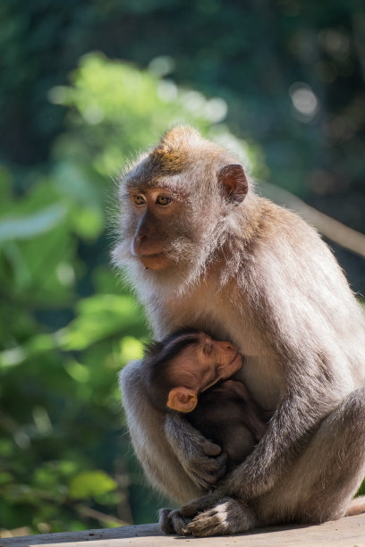 巴厘岛素材图片
