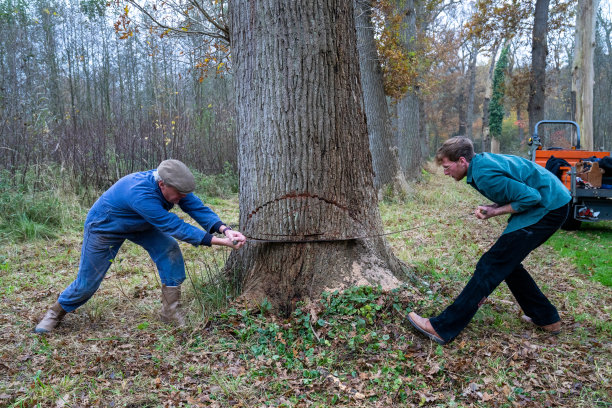 两个男人用手砍倒了一棵大树图片下载