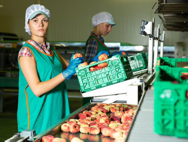 在仓库里，身着制服的妇女们正在把桃子分拣到箱子里图片下载