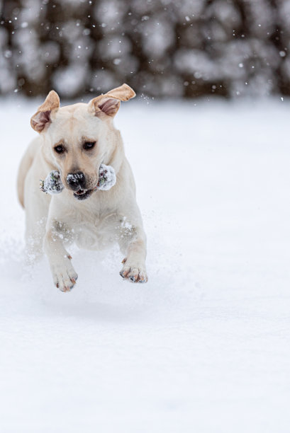 幼小的拉布拉多寻回犬在刚下的雪中嬉戏。跳伞时的照片。狗带着她的玩具。下雪。图片下载