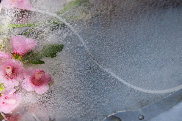 粉红色的花朵在融化的冰中结成冰图片下载