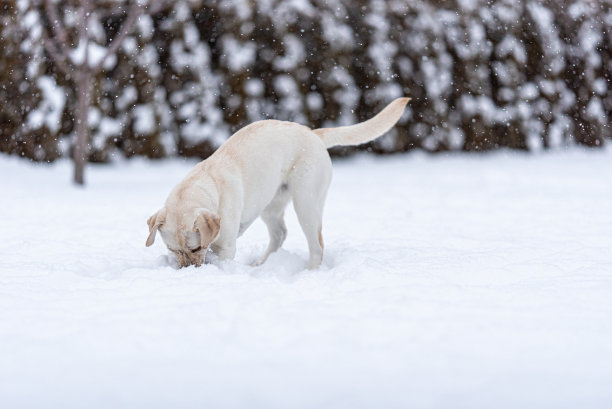 一只成年的拉布拉多猎犬站在雪地里，试图用牙齿捡起什么东西。图片下载