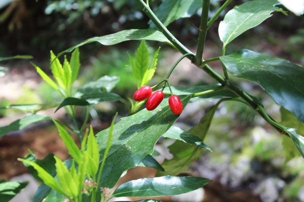 在散步道上发现的红色坚果图片下载
