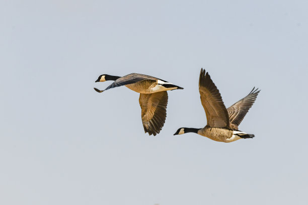 两只加拿大鹅一起飞近了图片下载
