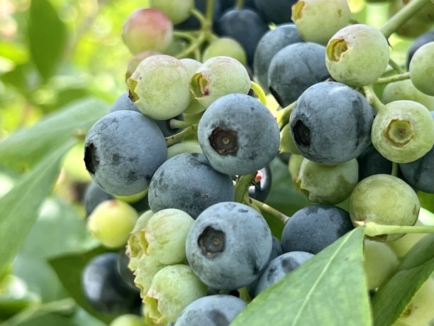 一些蓝莓图片下载