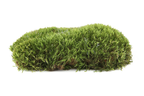 白色背景上孤立的一片绿色苔藓。图片下载