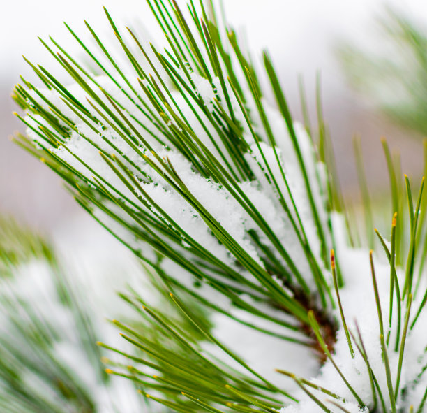 冬天的湖面上，积雪，冰封，湖水冰冷，照片上的雪落在松树和树枝上。图片下载