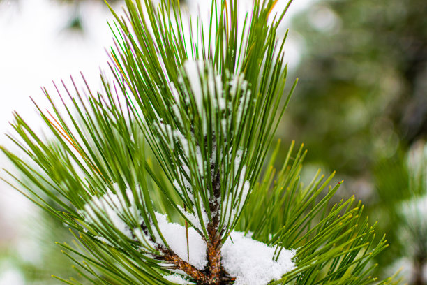 冬天的湖面上，积雪，冰封，湖水冰冷，照片上的雪落在松树和树枝上。图片下载