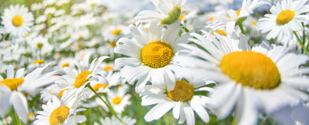 夏天风景明媚，山菊盛开着美丽的野花。图片下载