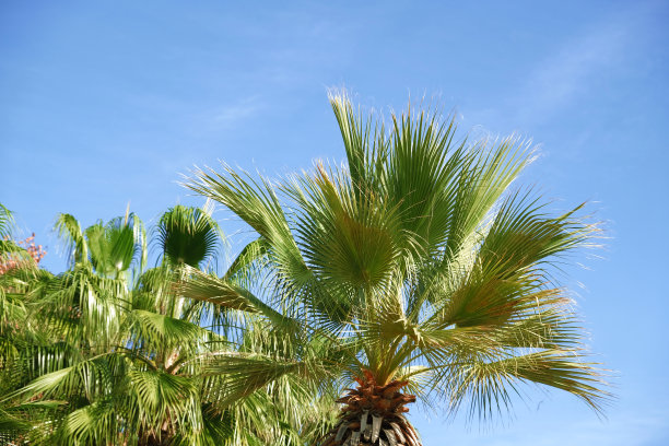近景的绿叶枣棕榈和蓝色的天空背景。假日边框概念。热带岛屿度假的背景。旅游旅游横幅设计模板，为您的文本复制空间。图片下载