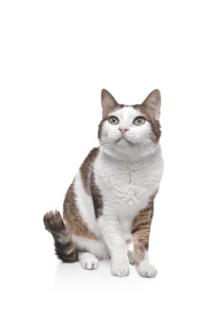 可爱的虎斑猫坐着，看着好奇的远离-孤立在白色的背景。图片下载