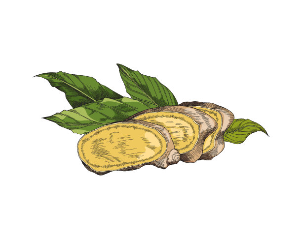 姜根切片与绿叶，素描矢量插图为草药茶标签或包装设计。古董画。图片下载