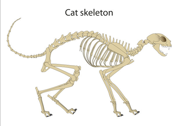 猫骨骼解剖学。侧视图图片下载